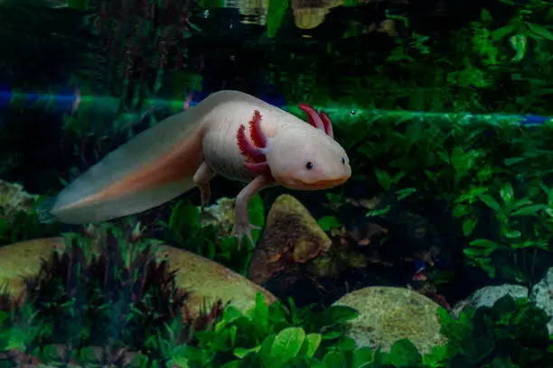 How to care for an axolotl in a clean aquarium with cool water and proper food