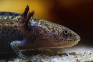 best axolotl hides