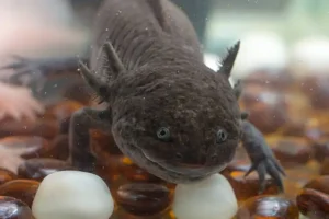 Best Axolotl Substrate for Tanks